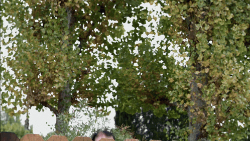 a man stands behind a wooden fence surrounded by trees