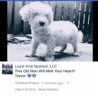 a picture of a white dog with the caption loyal and spoiled llc this old man will melt your heart trevor