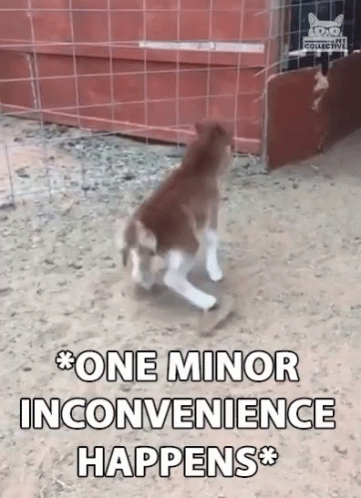 One Minor Inconvenience Happens Slipped GIF - One Minor Inconvenience Happens Slipped Ouch GIFs