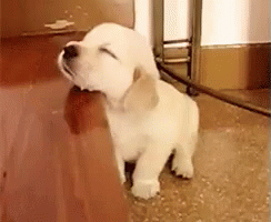 Doggypw GIF - Dog Puppy Sleepy GIFs