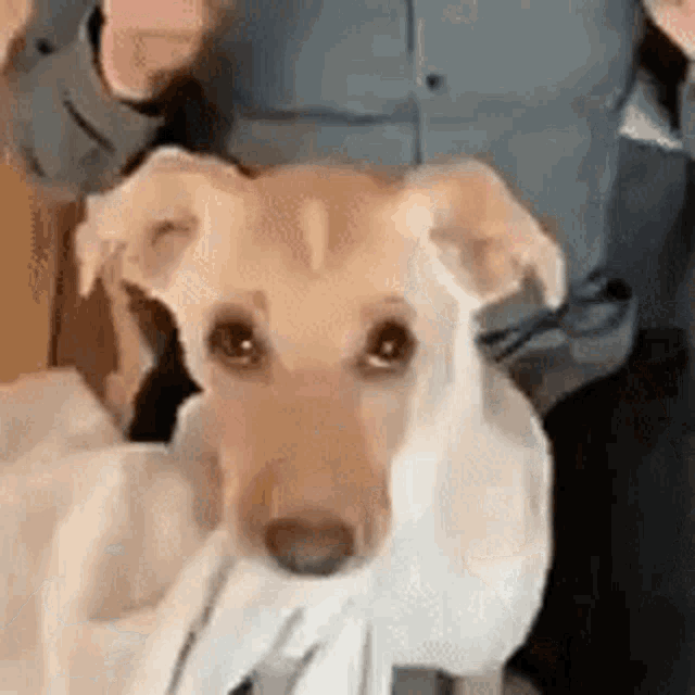 Dog Cuddle GIF - Dog Cuddle Plush GIFs