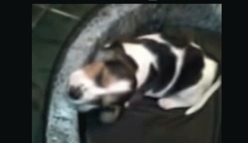 Beagle Dormido GIF - Beagle Dormido Sueno GIFs