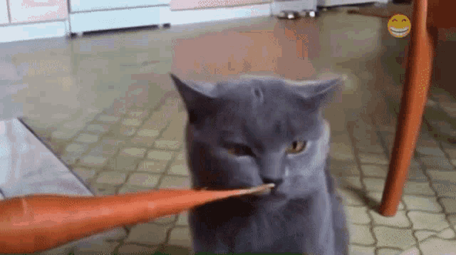 Cat Carrot GIF - Cat Carrot Eating GIFs