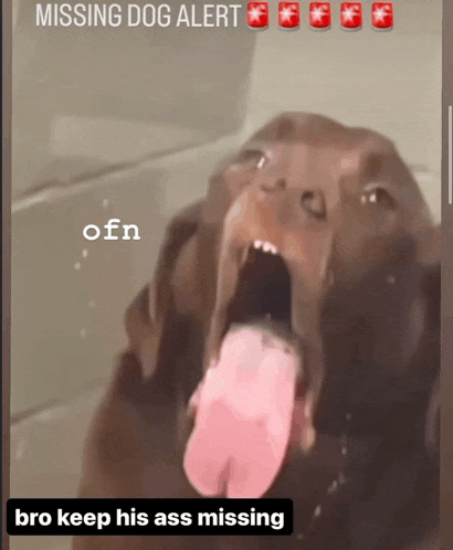 a picture of a dog with its mouth open and missing dog alert written on the top