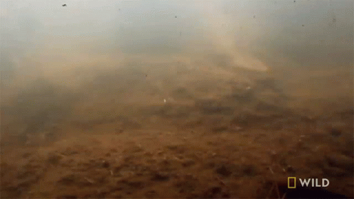 Submerge In Water Monster Snakes GIF - Submerge In Water Monster Snakes On My Way GIFs