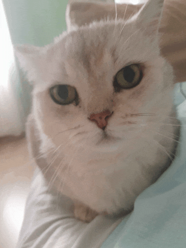 a close up of a white cat with green eyes looking at the camera
