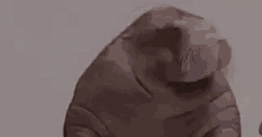 Indeed Yes GIF
