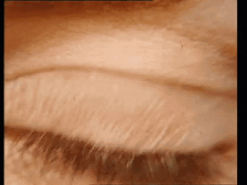 a close up of a person 's eye with a very long eyelash .