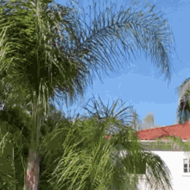 a palm tree in front of a white house
