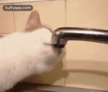a white cat is drinking water from a sink faucet .