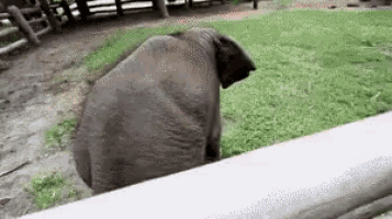 an elephant standing on a white fence in a field