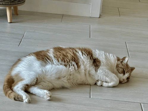 a brown and white cat laying on a tile floor