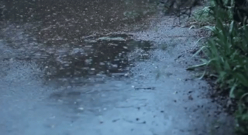 Raining Wet GIF - Raining Wet Poodle GIFs