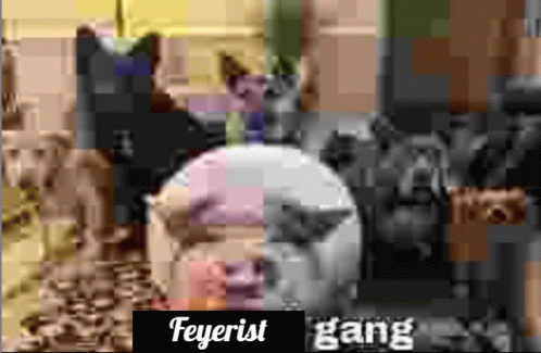 Feyerist Gang GIF - Feyerist Gang GIFs