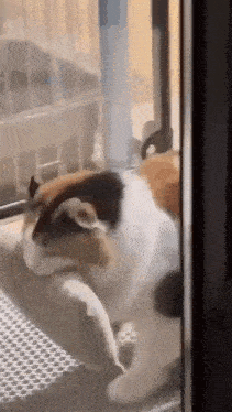 a calico cat is sitting on a window sill looking out the window .