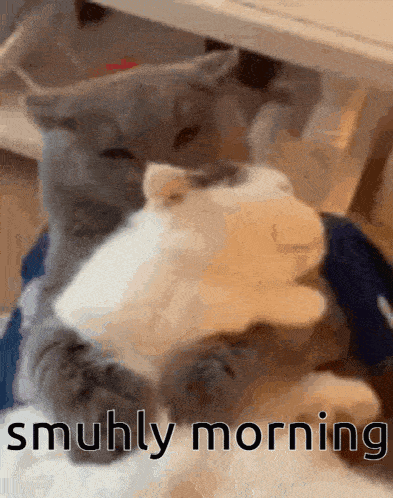 two cats laying under a table with the words smuhly morning written below them