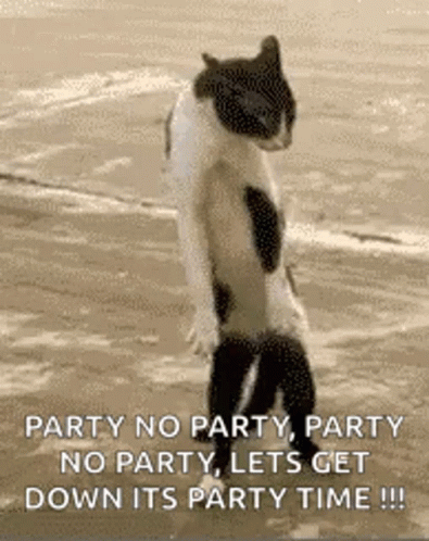 Dancing Cat GIF - Dancing Cat Kung Fu Cat GIFs