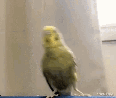 Viralhog Kick GIF - Viralhog Kick Parrot GIFs