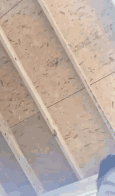 a close up of a dog 's ear with a wooden ceiling in the background