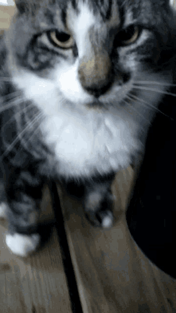 a gray and white cat standing on a wooden surface