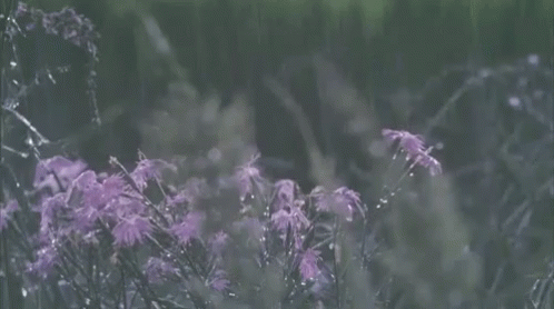 Rain GIF - Flowers Pretty Rain GIFs