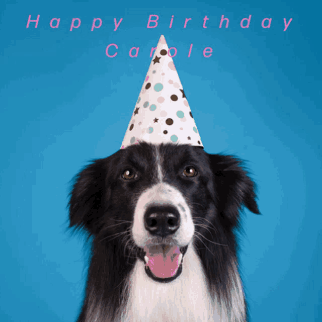 a black and white dog wearing a party hat with the words happy birthday carole below it