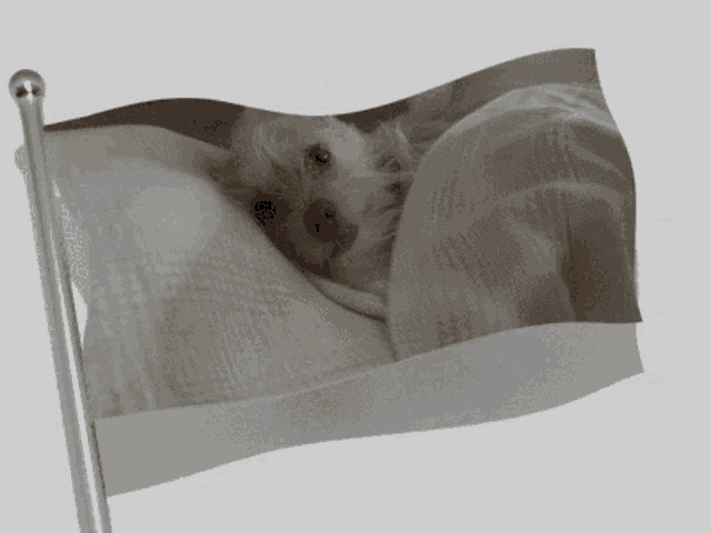 a flag with a picture of a dog on it is waving in the wind