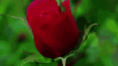 Flower Bloom GIF - Flower Bloom Rose GIFs