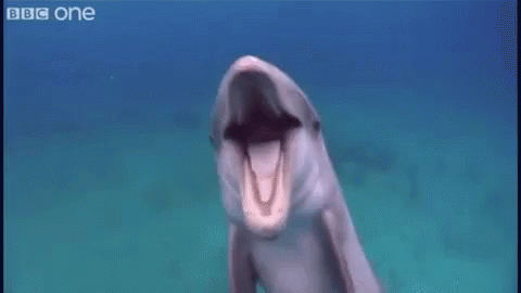 Dolphin Fart GIF
