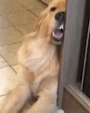 Funny Dogs Bores GIF - Funny Dogs Bores Waiting GIFs