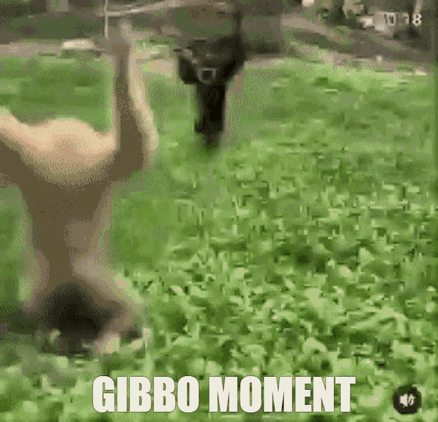 Gibbon Monkey GIF - Gibbon Monkey GIFs