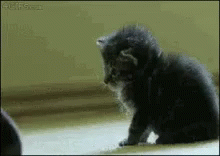 Magic Kitten GIF - Magic Kitten Cat GIFs