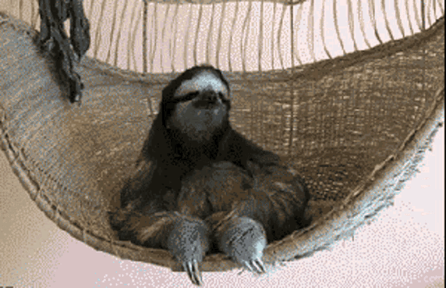 Sloth Bitch GIF - Sloth Bitch Lol GIFs