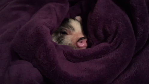 Pig In A Blanket GIF - Pig Blanket Cute GIFs