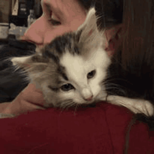a cat is laying on a woman 's shoulder .