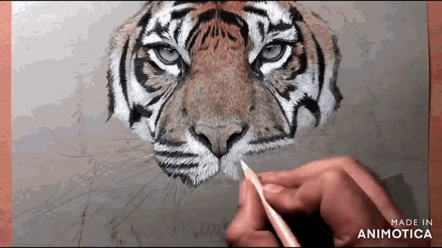 a person is drawing a tiger 's face with a pencil and the words made in animotica on the bottom