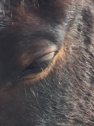 Horse Blinking GIF - Horse Blinking Eyes GIFs
