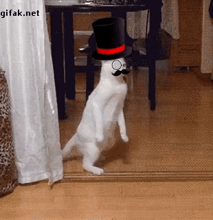 Cat Dancing GIF - Cat Dancing Top Hat GIFs