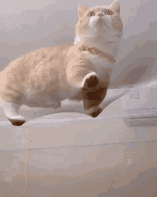 a close up of a cat 's paws on a clear surface