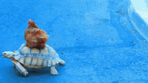 Side Saddle Turtle GIF - Funny Animals Cute Animals Animal Friends GIFs