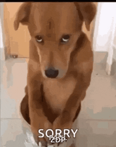 a brown dog is sitting on the floor and looking at the camera with the words `` sorry '' written on it .
