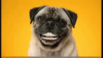 Pug Funny Animals GIF - Pug Funny Animals Happy GIFs