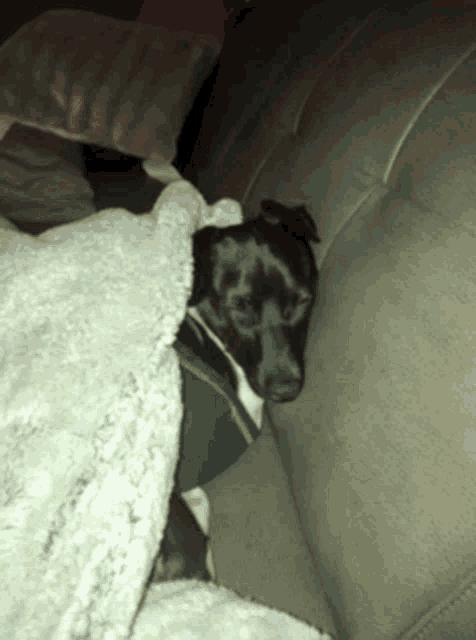 a black dog is laying on a couch with a blanket