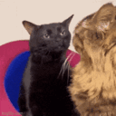 Catspacedout Cat Spacing Out GIF - Catspacedout Cat Spacing Out GIFs