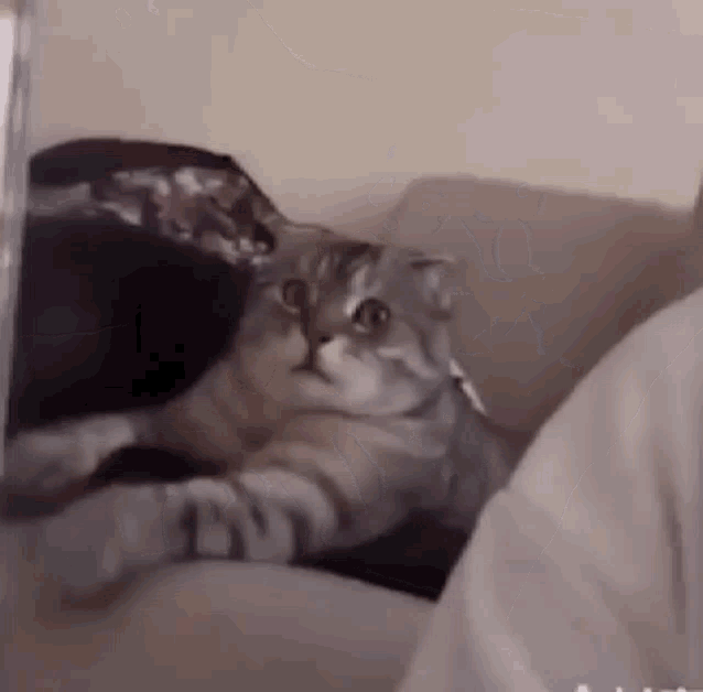 Cat Scared Scared GIF - Cat Scared Scared Cat Face GIFs