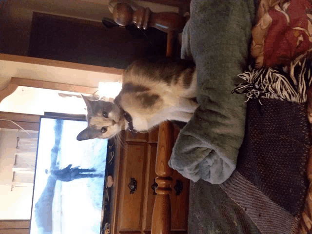 a cat is laying on a bed next to a television