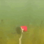 a red flower is floating in the water with a white flower in the background .