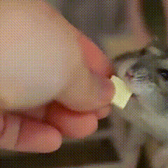 a person is holding a piece of cheese in their hand in front of a cat .
