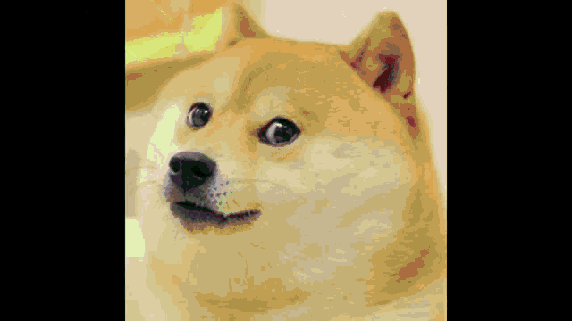 a close up of a dog that is looking at the camera .