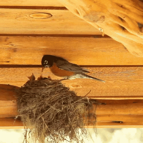 Birds Nest GIF - Birds Nest Babies GIFs